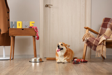 Cute Corgi dog with different pet toys and bowl for food lying at home
