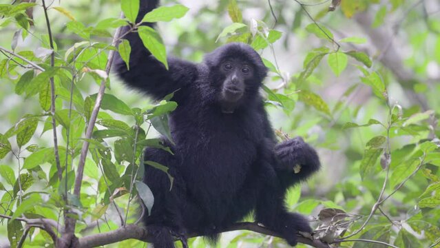 a sumatran siamang eats fruit in the rainforest of gunung leuser national park on sumatra, indonesia