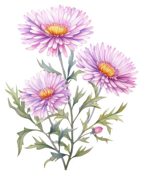 PNG Watercolor flower aster plant daisy