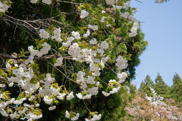 樹木公園の白い八重桜…白妙