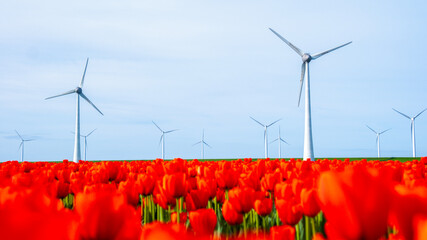 windmill park with tulip flowers in Spring, windmill turbines Netherlands Europe - obrazy, fototapety, plakaty