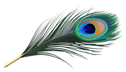 PNG  Feather peacock animal bird