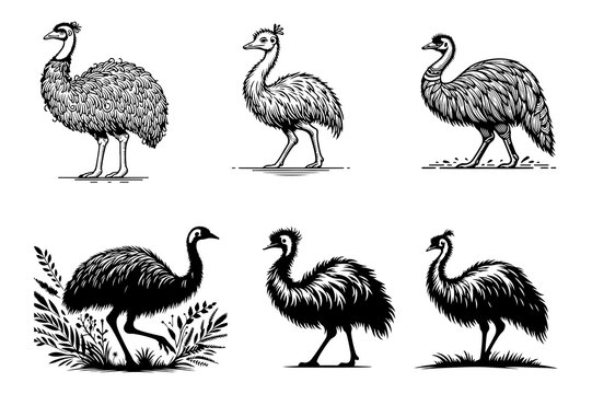 emu bird, silhouette style vector illustration art isolated on transparent background - Generative AI