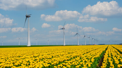 windmill park with tulip flowers in Spring, windmill turbines Netherlands Europe