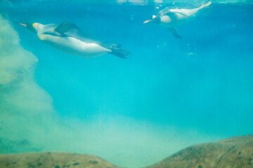 Animals and birds in the zoo. Active recreation with children in the fresh air. Riverbanks Zoo and Gardens, Columbia, South Carolina, USA. Penguins in the water.
