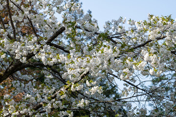 樹木公園の白い八重桜…白妙