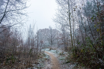 This tranquil image captures a narrow winding trail through a frost-kissed forest. The early...