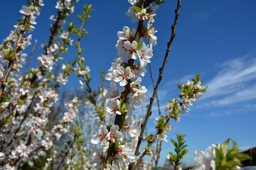 Cherry tree(Prunus tomentosa) after rain in spring - obrazy, fototapety, plakaty