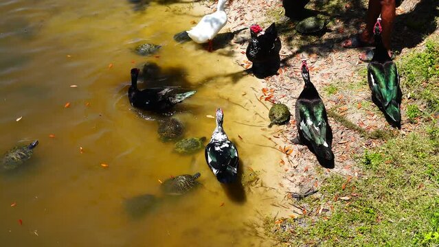 duck, ibis, and turtle are swimming and fight for food	

