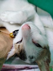 Photo of a sleeping kitten. Kuicng white color sleep with various poses. Cute cat.