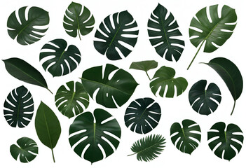 Fototapeta na wymiar Tropical leaves monstera on white background flat lay top view.
