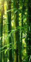 Lush bamboo forest, sun on bamboo, HD, close-up, photography