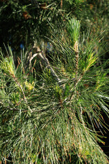 Closeup of light green spring fascicles of Eldarica pine (Pinus eldarica) surrounded by older dark green needles