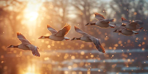 Fotobehang A flock of birds flying in formation against a soft sunrise, symbolizing migration in the wild. © NaphakStudio