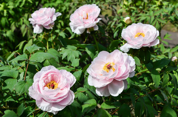 ボタン「玉芙蓉」