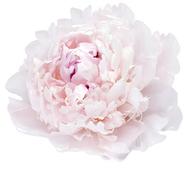 Pink peony flower  on isolated background. Closeup. For design. Transparent background. Nature.