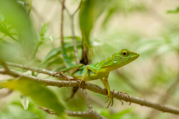  Green Crested Lizard between leaves