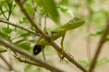  Green Crested Lizard between leaves