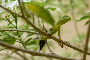  Green Crested Lizard between leaves