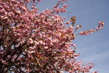 Cherry Blossom in Spring