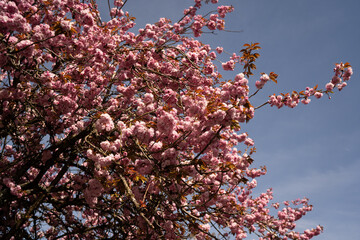 Cherry Blossom in Spring