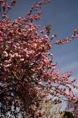 Cherry Blossom in Spring