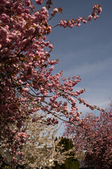 Cherry Blossom in Spring