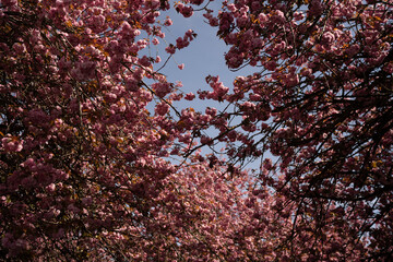 Cherry Blossom in Spring