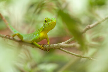  Green Crested Lizard between leaves