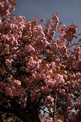 Cherry Blossom in Spring