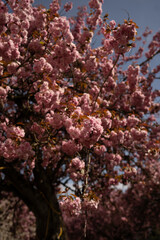 Cherry Blossom in Spring