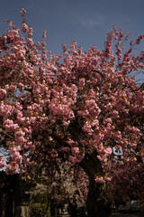 Cherry Blossom in Spring
