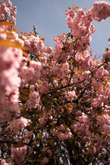 Cherry Blossom in Spring