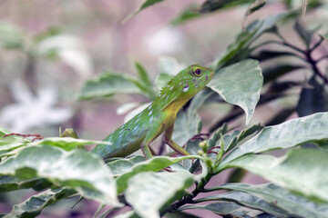  Green Crested Lizard between leaves