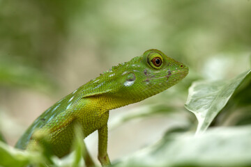  Green Crested Lizard between leaves