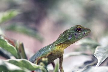  Green Crested Lizard between leaves
