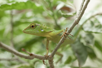  Green Crested Lizard between leaves