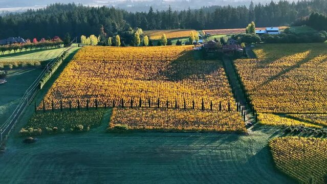 Aerial: Early Morning Light Reveals The Geometric Perfection Of Vineyard Rows, A Quilt Of Golden Vines Amidst The Rural Landscape, Awaiting The Day'S Warm Embrace. - Sherwood, Oregon