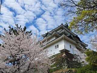 Wakayama Castle in the spring