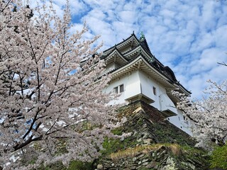 Wakayama Castle in the spring