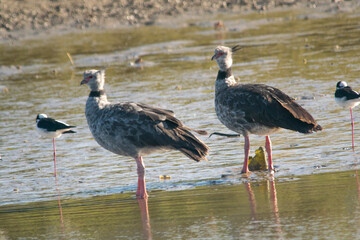 Southern screamer couple in Mar Chiquita lagoon  , Buenos Aires , Argentina