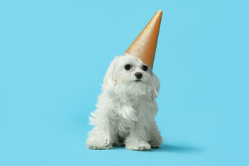Cute Bolognese dog in party hat celebrating Birthday on blue background