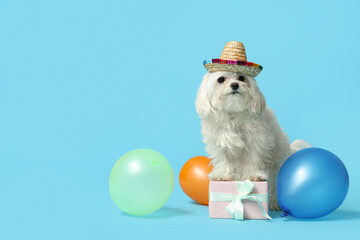 Cute Bolognese dog in hat celebrating Birthday with gift box and balloons on blue background