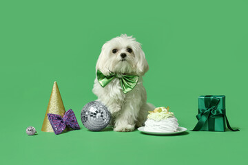 Cute Bolognese dog in bowtie celebrating Birthday on green background