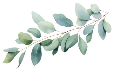 PNG Eucalyptus plant leaf tree