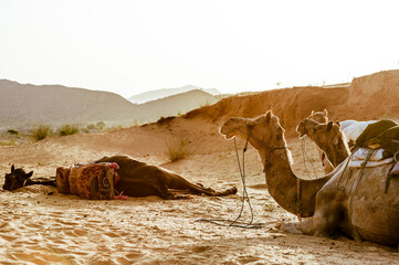camels resting in the desert