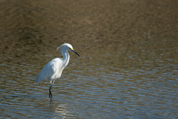 White heron fishing in the lagoon