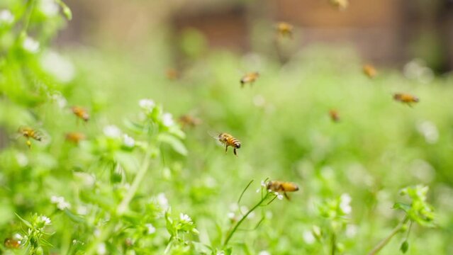bees flying on a green grass