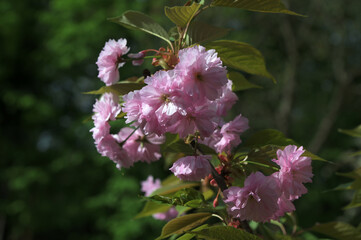 Japanese cherry blossoms on a green natural background