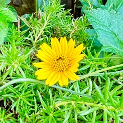 Yellow flowers in the grass 